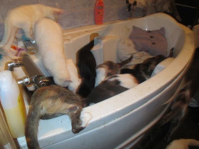 SOS urgent pour sauver 30 chats : besoin d'aides financieres, de famille d'acceuil, de dons...