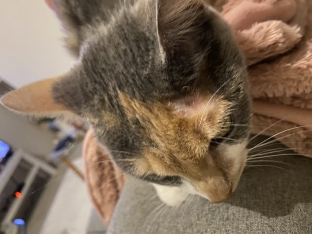 Dépilation au dessus de l’œil / besoin de conseils