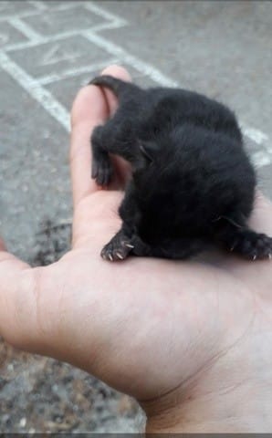 Quel âge a ce chaton??