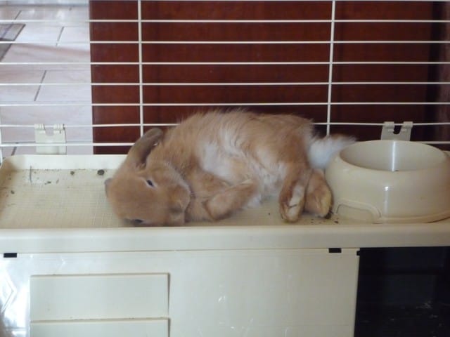 Photos de Tigrou :)