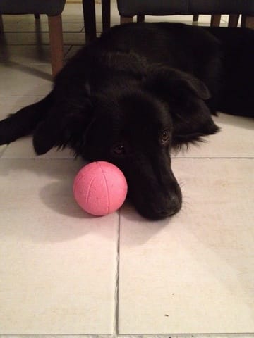 Hyperattachement de mon chien