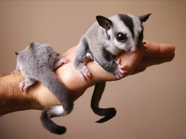Sugar glider