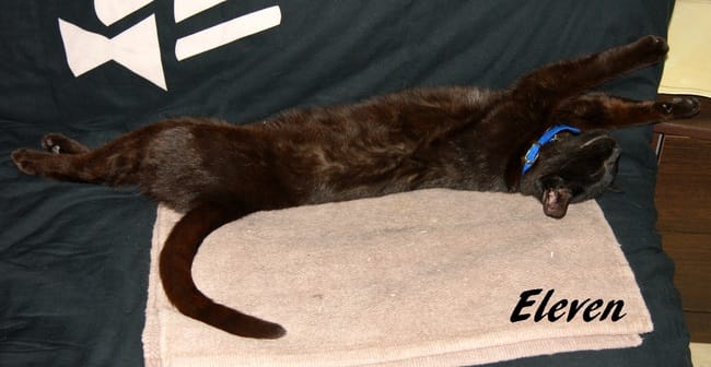 Mon chat dort dans une drôle de position