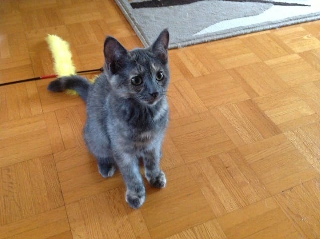 Couleur de mon chat - est-ce une couleur rare?