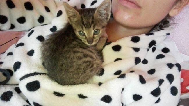 Mon chaton à tendance à mordre