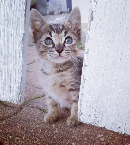 Les oreilles de mon chat :0 ?!