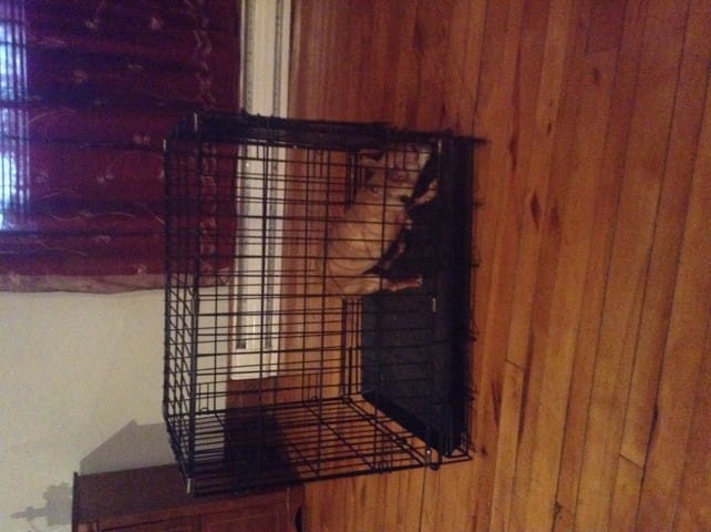 lapin nain grosseur de cage