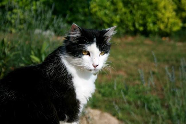 Chat à race ou juste "de gouttière" ?