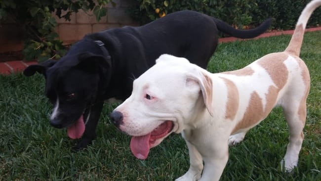 Faire venir un Pitbull americain en France ?