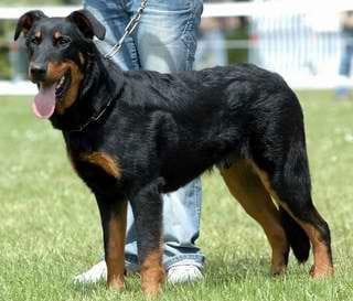 Pourquoi je vois des beauceron avec oreilles dresse ?