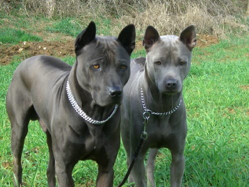 Ou se procurer un Thai Ridgeback ( Chien Thailandais ) ?