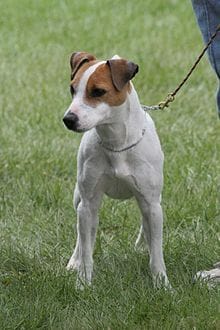 Pourquoi il y a t'il des Jack Russel a poil court et d'autre a poil long ?