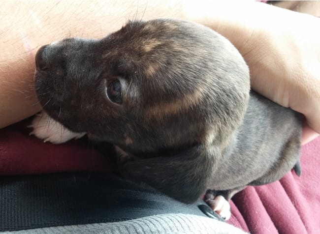 URGENT Nourrir un chiot de 3 semaines - 1 mois sans mere