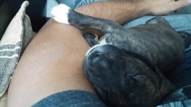 Besoin de conseils pour élever un amstaff