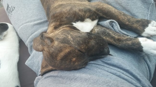 URGENT Mon chiot a peur des autres chiens
