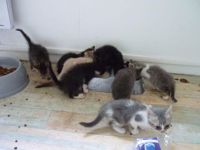 Un petit gouttière tout gris comme les chartreux