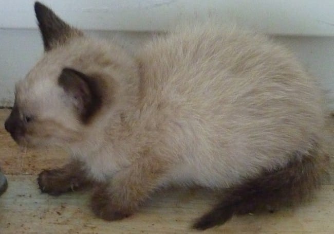 Un petit gouttière type siamois