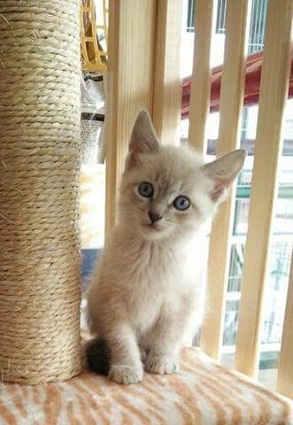 Croisé siamois et sacre de Birmanie ou gouttière ?