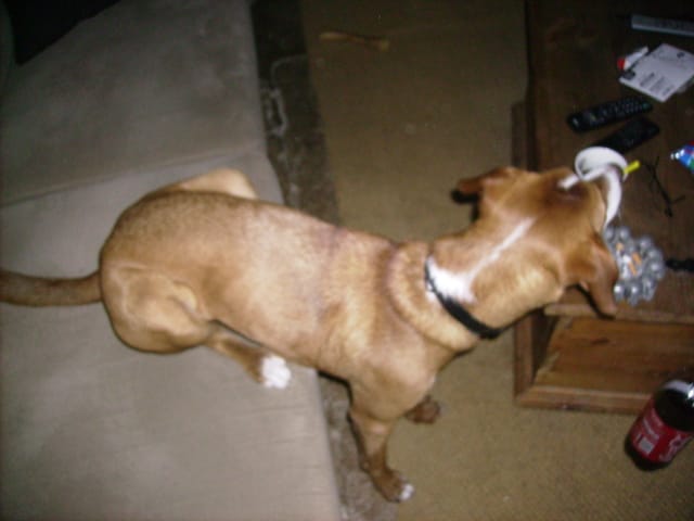 Photos rigolotes de vos animaux !