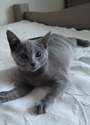 poids d'un chaton 