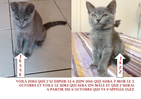 mon 2eme chatons 