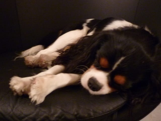 La stérilisation chez le chien ...Je voudrais plusieurs avis...