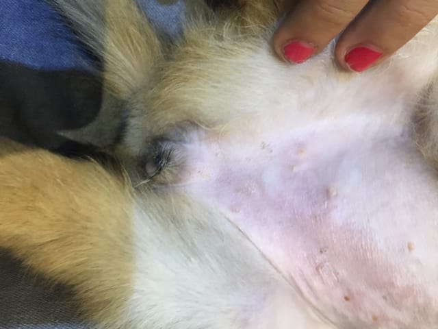 C est une ou un chien( chien)