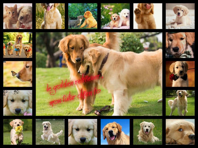 Présentez vos Goldens