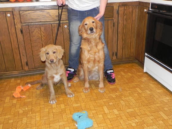 Sa existe les golden retriever miniatures ???