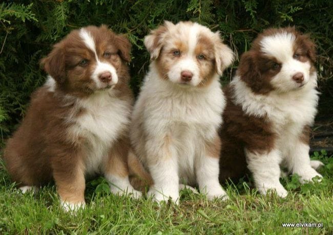 Berger Autralien ou Golden retriever? 