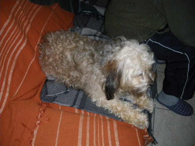 Pouvez vous déterminer une des races de ce chien?