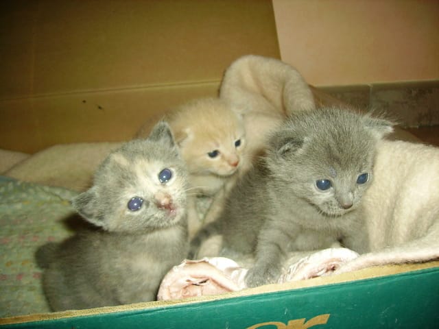 Point culture sur les chats