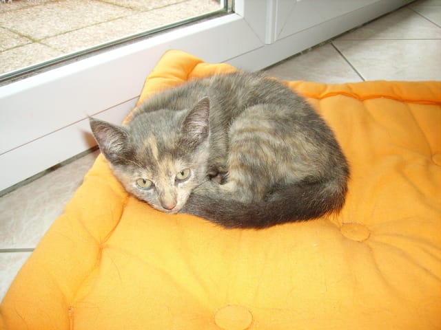Citations sur les chats