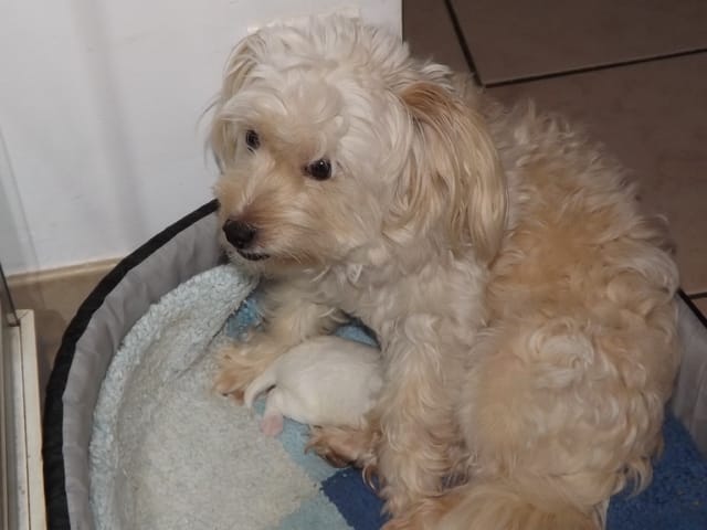 Le bébé de mon chien