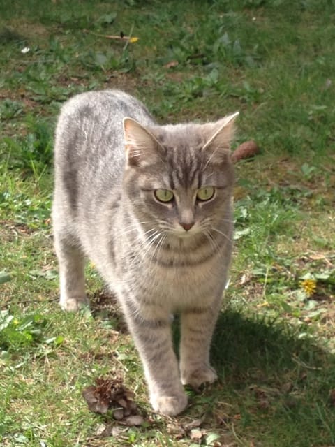 Help ! Nouveau problème avec ma chatte, important.