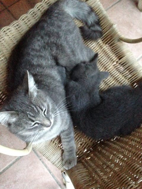 Ma minette crache sur son chaton de bientôt 6 mois