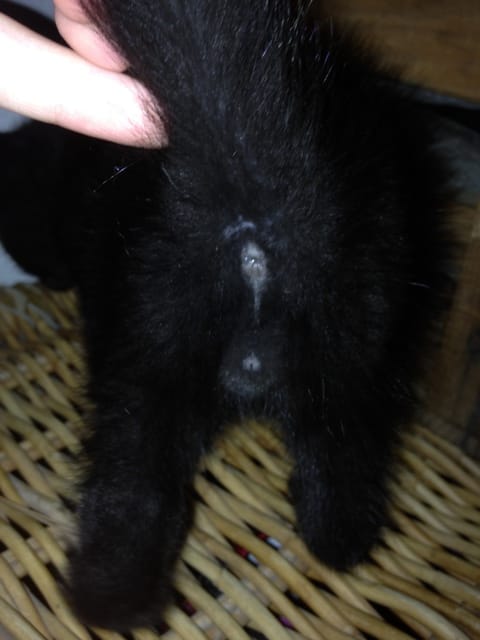 Chatons retrouvés !!!