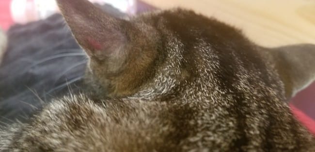 Zone sans poil oreille