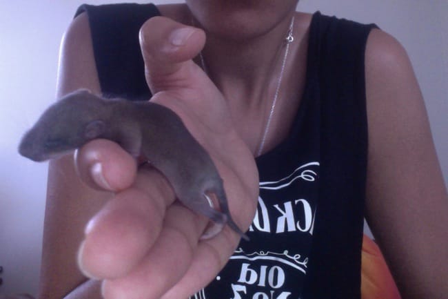 ANIMAL TROUVÉ, QUE DOIS-JE FAIRE ???