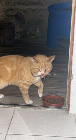 CHAT MALTRAITÉ