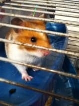 quel race de hamster?