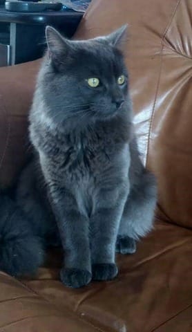 Est-ce que c'est bien un nebelung ?