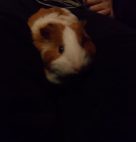 Ma Luna me met des petit coup de dents 