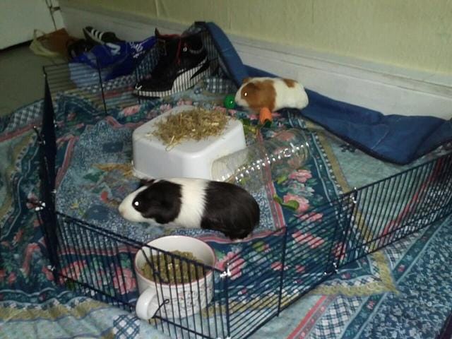 Petit enclos fais main vous en pensez quoi ? ;) 