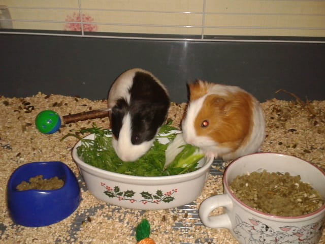 Athéna cours après Luna Mauvais signe ? 