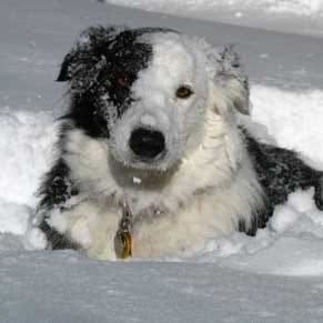 votre animal et la neige