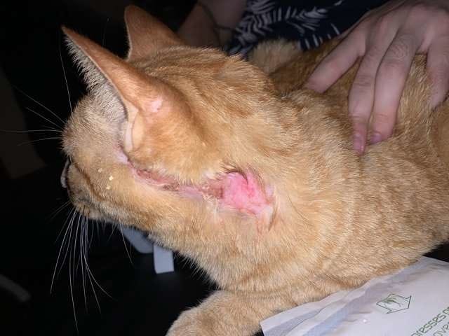 Plaie chat