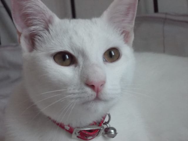 Direction vétérinaire :(