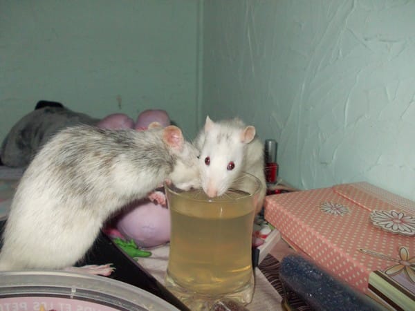 Mes tites ratounes