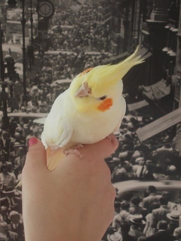 Discuter entre passionnés d'oiseaux